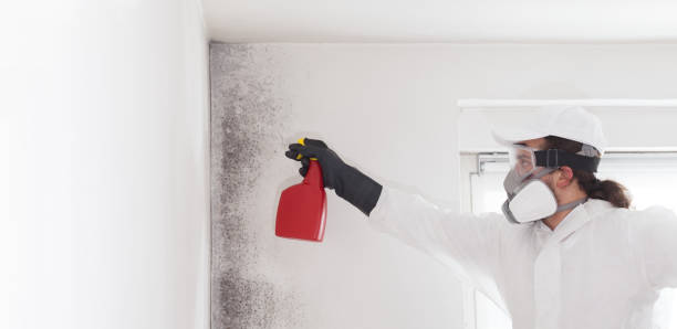 Office Mold Removal Services in Lapwai, ID